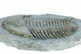 Lower Cambrian Trilobite (Longianda) - Issafen, Morocco #301710-3